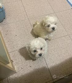 Maltese toy
