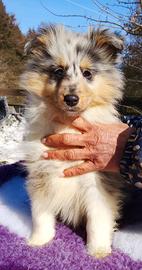 Shetland sheepdog Blue merle maschio