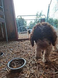 Lagotto