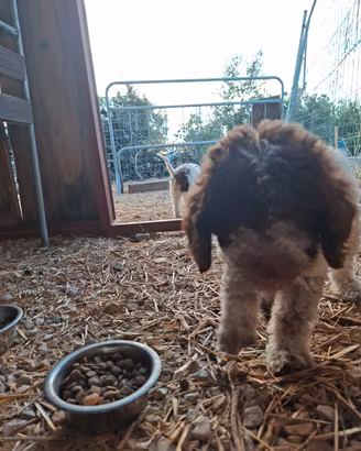 Lagotto