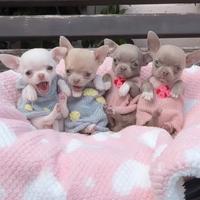 CHIHUAHUA TOY CUCCIOLI VARI COLORI pag rateale