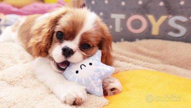 Cavalier king