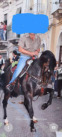 Cavallo leggi