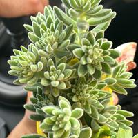 Pianta grassa (echeveria setosa)