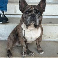 Stallone bulldog francese