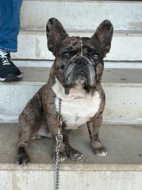 Stallone bulldog francese
