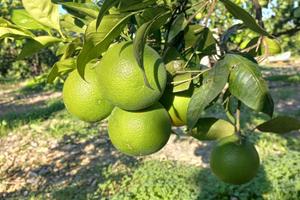 Agrumeto Varietà Tarocco