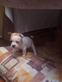 American bully pocket