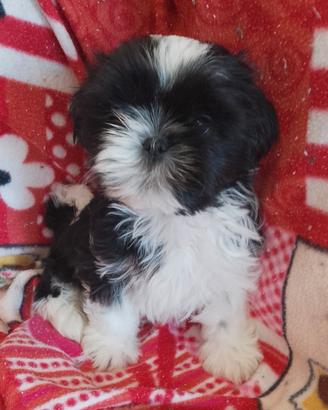 Shih tzu