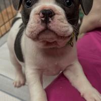 Bulldog francese maschi