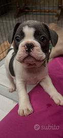 Bulldog francese maschi