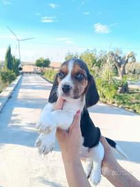 Beagle tricolore
