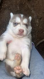 Husky siberian