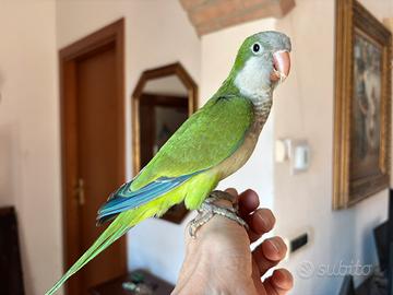 Parrocchetto monaco verde allevato a mano