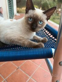 Gattino con occhi azzurri (siamese)