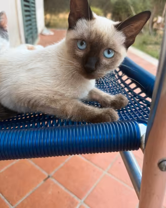 Gattino con occhi azzurri (siamese)
