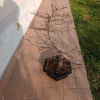 bonsai carpino bianco