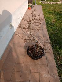 bonsai carpino bianco