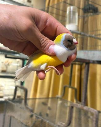 Diamanti di Gould