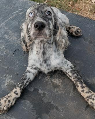 Cucciolo Setter Inglese 