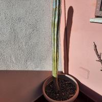 Cactus altezza circa un metro da rinvasare