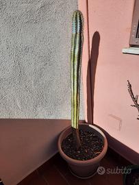 Cactus altezza circa un metro da rinvasare