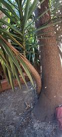 Yucca gigante 