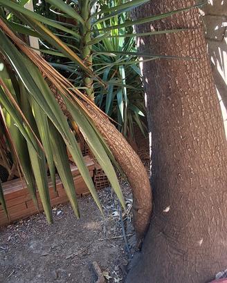 Yucca gigante 