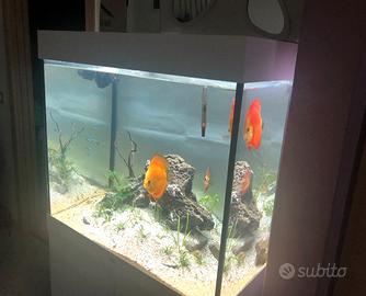 Acquario Juwel Lido 200