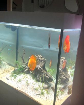 Acquario Juwel Lido 200