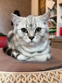 Cucciolo di british shorthair silver tabby