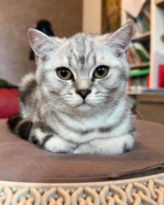 Cucciolo di british shorthair silver tabby