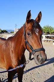 Pony