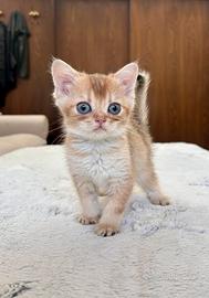 Cuccioli scottish straight disponibile