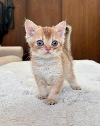 Cuccioli scottish straight disponibile