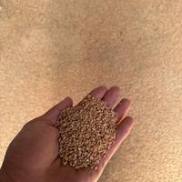 Nocciolino di Sansa Vergine