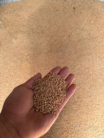 Nocciolino di Sansa Vergine