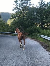 Cavalla arabetta