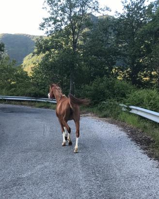Cavalla arabetta