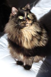 C.erco stallone siberiano per accoppiamento