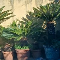 cycas revoluta 2 piante