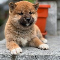 Shiba Inu pedigree Enci