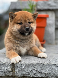 Shiba Inu pedigree Enci