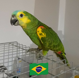 Pappagalli Amazzoni parlanti