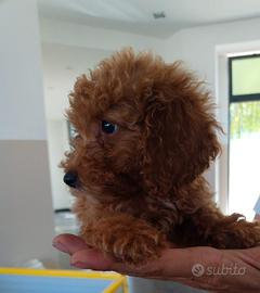 Barboncini mini Toy albicocca stupendi esemplari