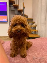 Cuccioli di Maltipoo - F1B - Toy e Mini Toy
