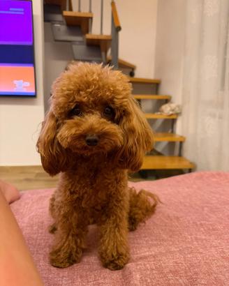 Cuccioli di Maltipoo - F1B - Toy e Mini Toy