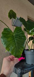 Alocasia odora