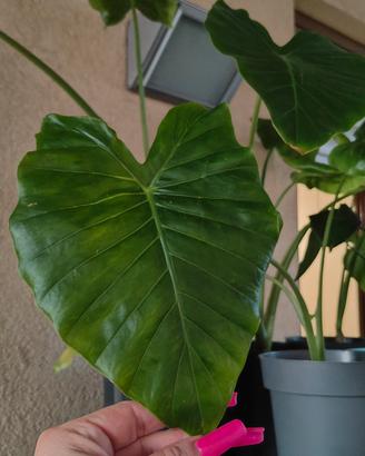 Alocasia odora