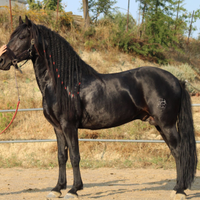 Cavallo PRE per frisone